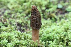 Morchella norvegiensis