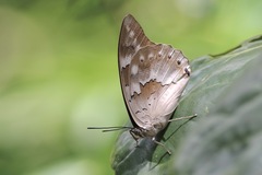 Archaeoprepona demophoon