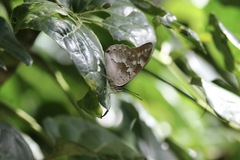 Archaeoprepona demophoon