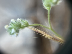 Cryptantha milobakeri