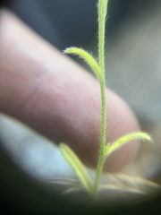 Cryptantha milobakeri