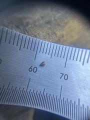 Cryptantha milobakeri