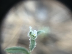 Cryptantha milobakeri