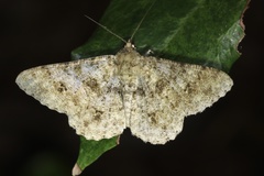 Racotis boarmiaria