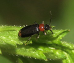 Pedilus terminalis
