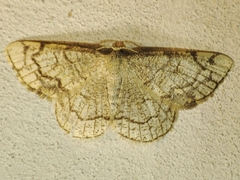 Stegania dilectaria