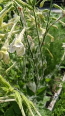 Nicotiana repanda