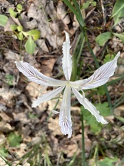 Iris tenuissima