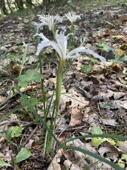 Iris tenuissima