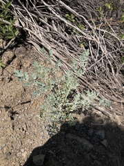 Ehrendorferia chrysantha