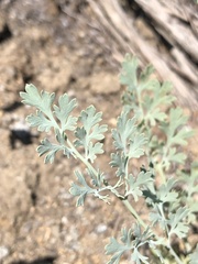 Ehrendorferia chrysantha