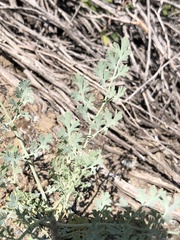 Ehrendorferia chrysantha