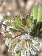Phacelia grisea