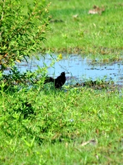 Quiscalus nicaraguensis