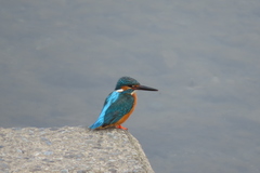 Alcedo atthis