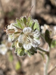 Phacelia grisea