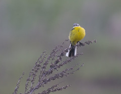 Motacilla flava beema