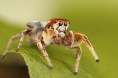 Habronattus arcalorus