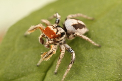Habronattus arcalorus