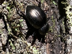 Meracantha contracta