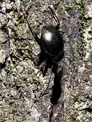 Meracantha contracta