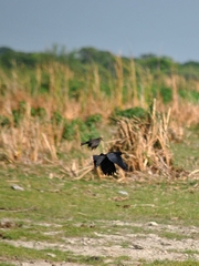 Quiscalus nicaraguensis