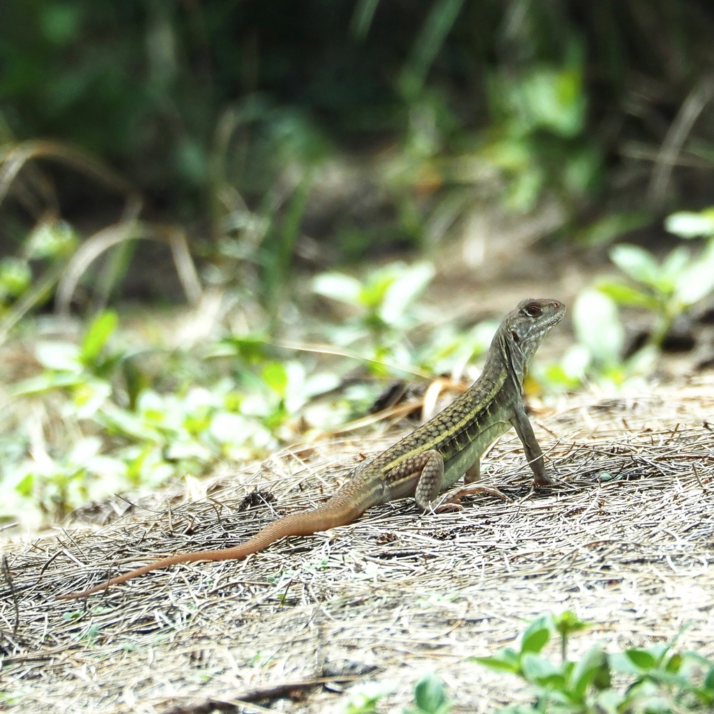 Songkhla Butterfly Lizard