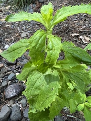 Erythranthe cardinalis