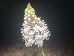 Amianthium