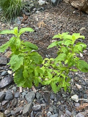 Erythranthe cardinalis