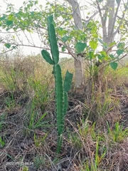 Acanthocereus tetragonus
