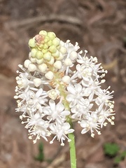 Amianthium