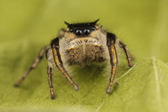 Phidippus insignarius