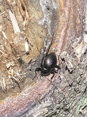 Meracantha contracta