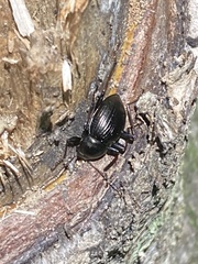 Meracantha contracta