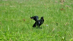 Quiscalus nicaraguensis