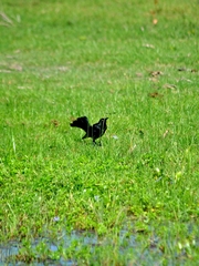 Quiscalus nicaraguensis