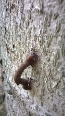 Prochoerodes lineola