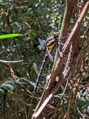 Sieboldius alexanderi