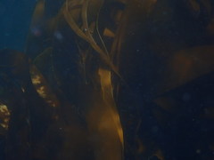 Laminaria setchellii