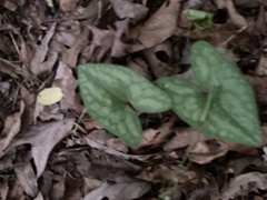 Hexastylis shuttleworthii