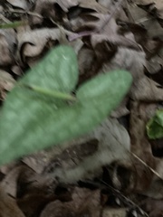 Hexastylis shuttleworthii