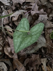 Hexastylis shuttleworthii