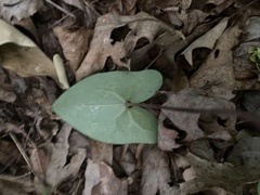Hexastylis shuttleworthii