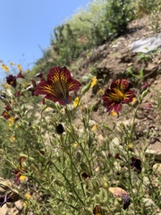 Salpiglossis