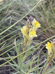 Linaria vulgaris