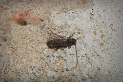 Parelaphidion aspersum