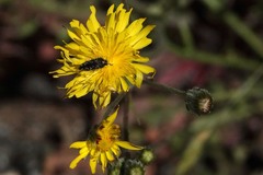 Acmaeodera acuta