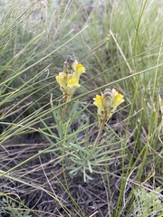 Linaria vulgaris