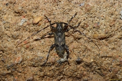 Graphisurus despectus